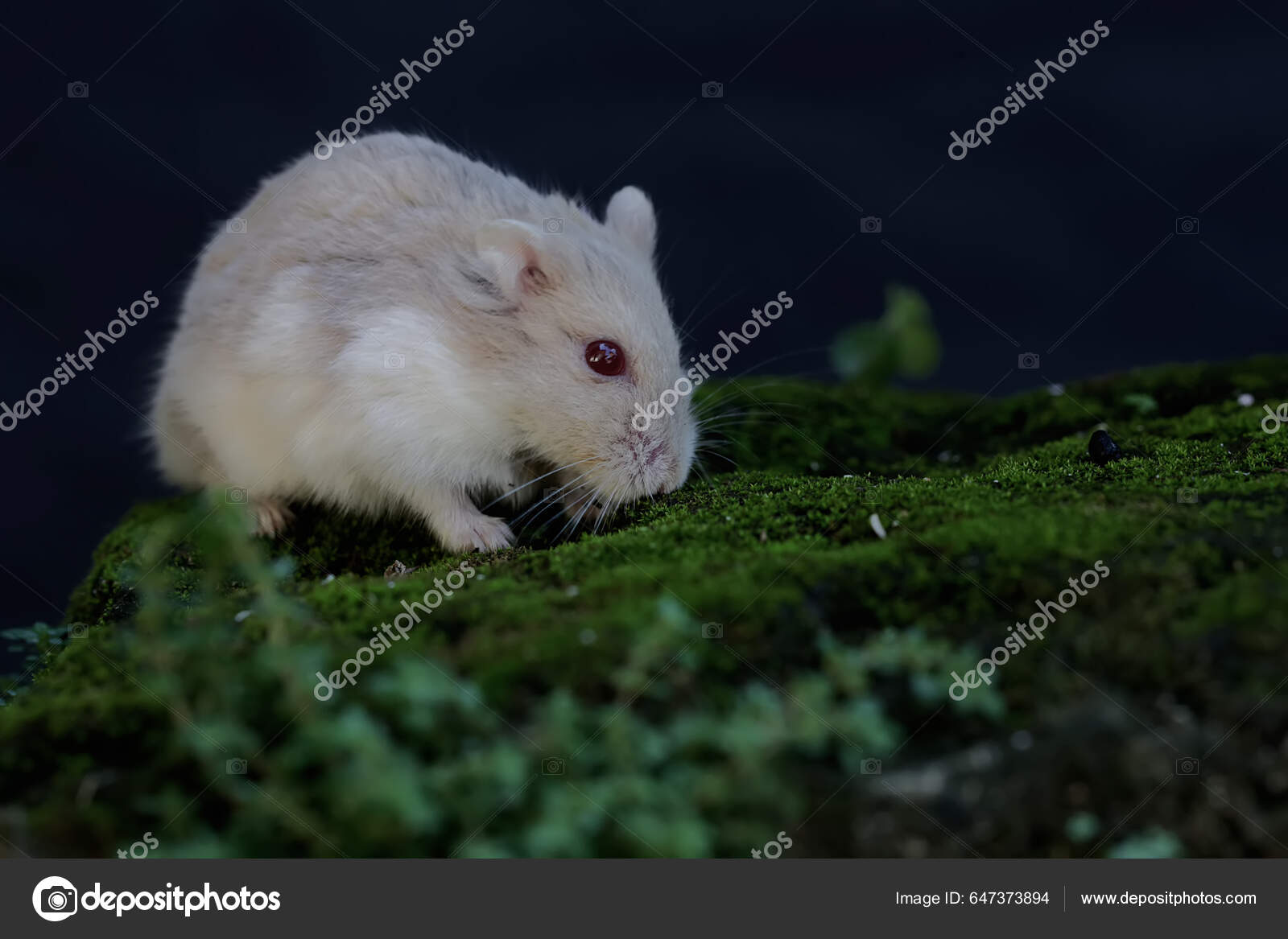 Campbell Dwarf Hamster Looking Food Rock Overgrown Moss Rodent Has Stock  Photo by ©iwayansumatika 647373894